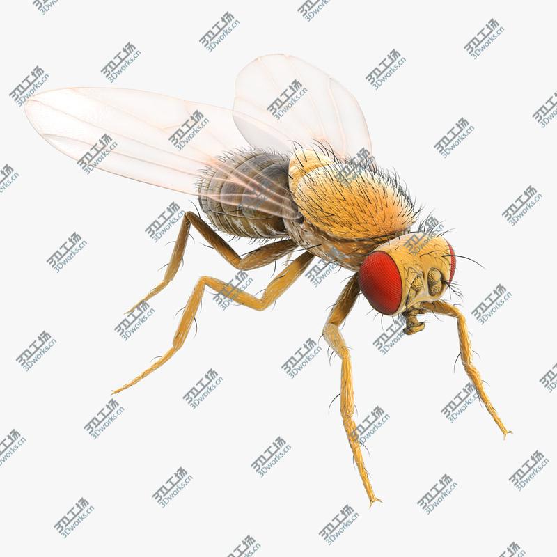 images/goods_img/2021040163/Drosophila Melanogaster 'Fruit Fly'/1.jpg